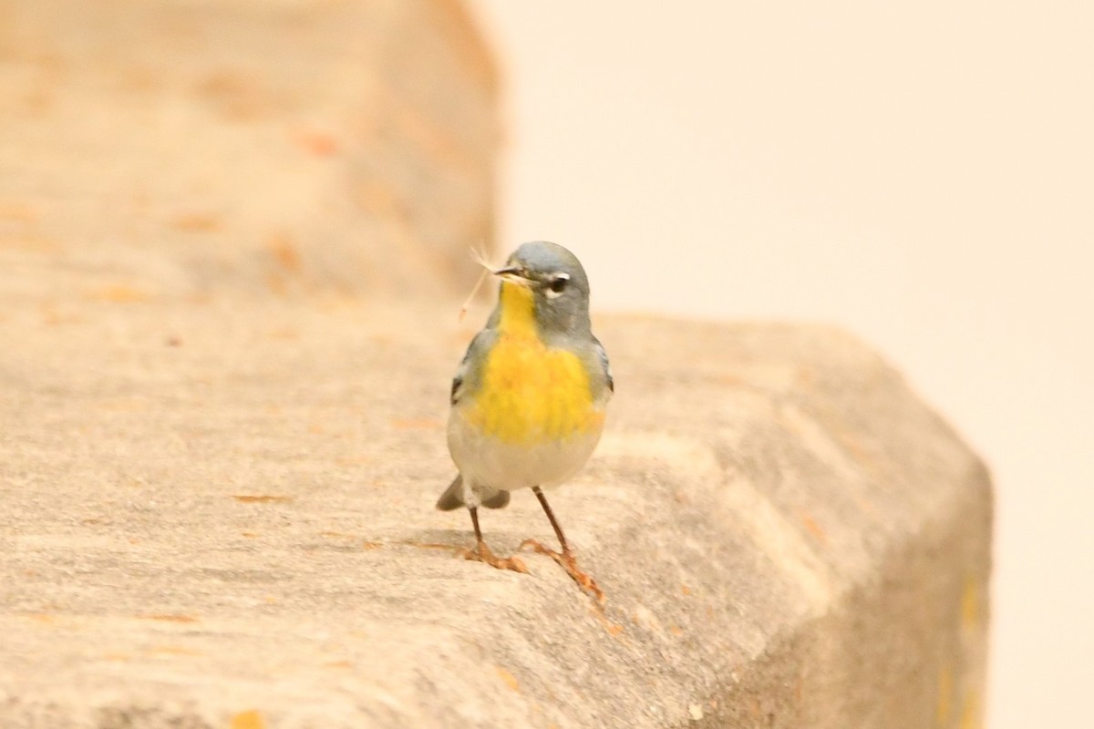 Northern Parula - Steve Brown