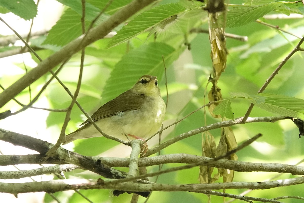 Swainson's Warbler - Bob Greenleaf