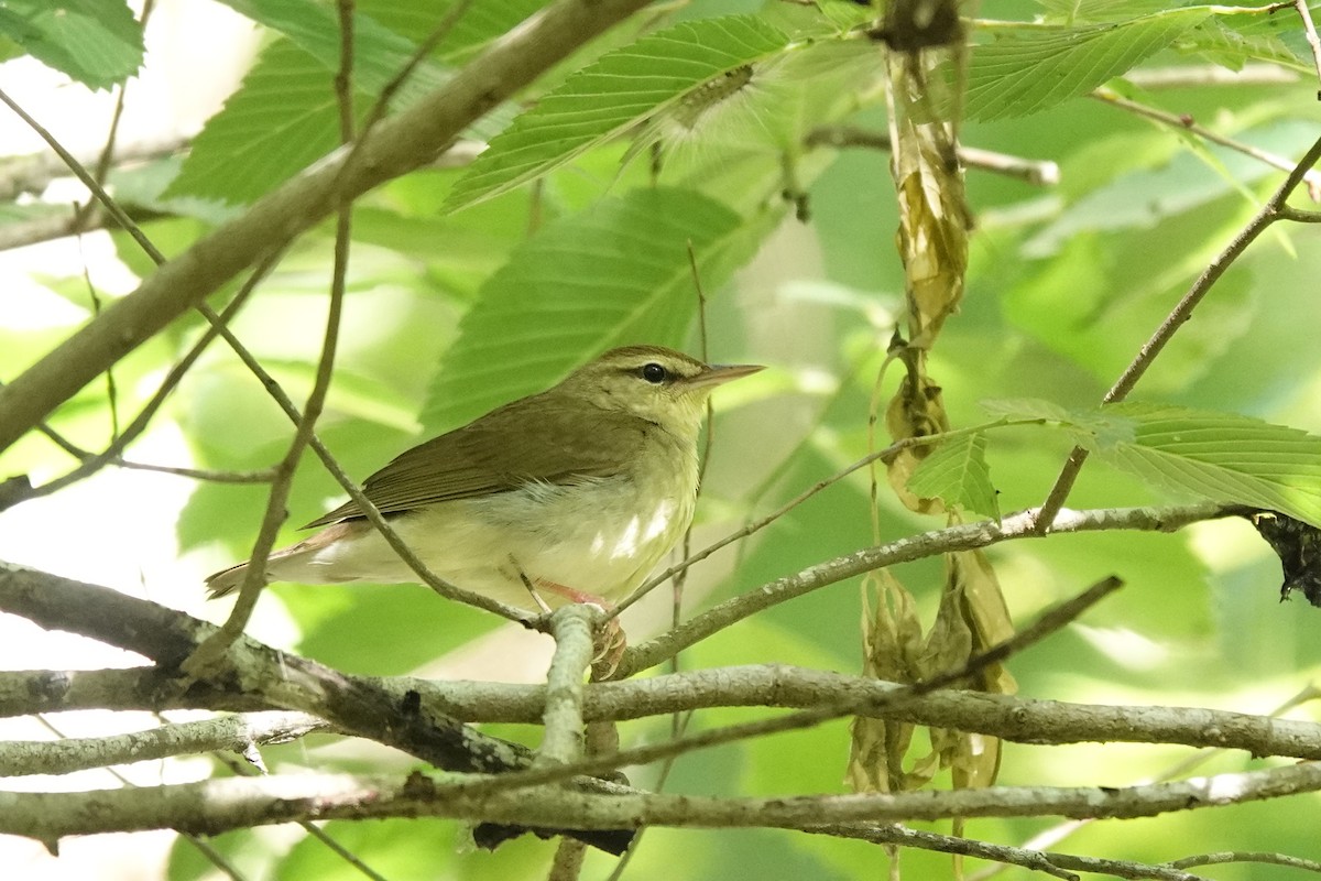 Swainson's Warbler - Bob Greenleaf