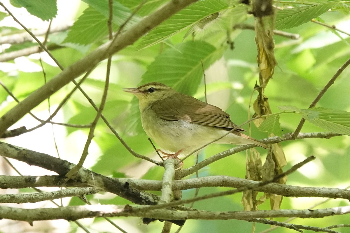 Swainson's Warbler - Bob Greenleaf