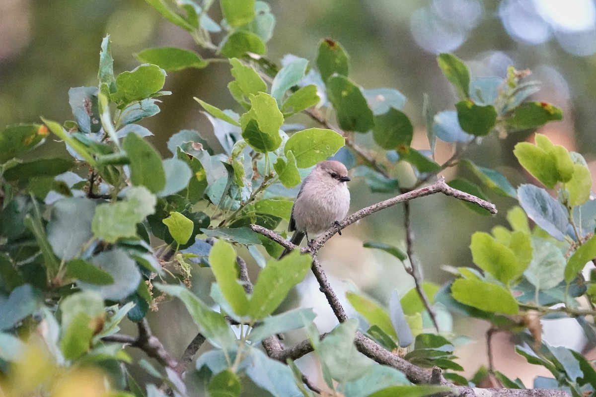 Bushtit - ML618187530