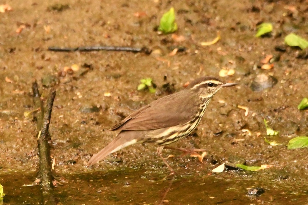 Northern Waterthrush - ML618187532