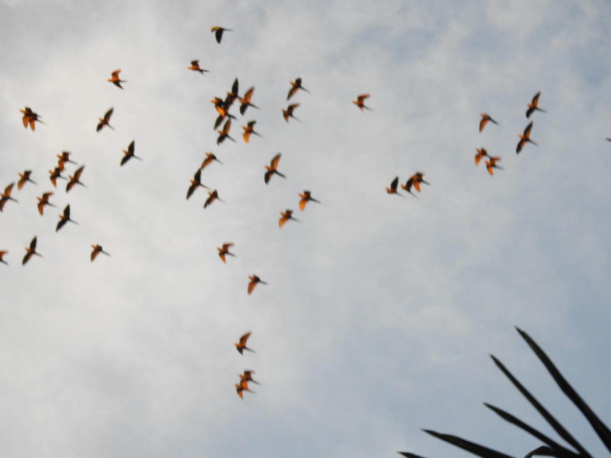 Red-bellied Macaw - Francisco Javier Alonso Acero  (Hotel Malokamazonas)