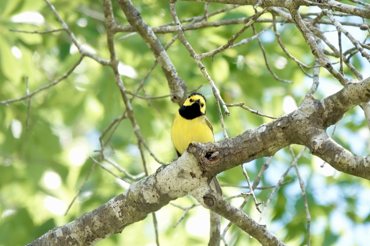 Hooded Warbler - ML618187539