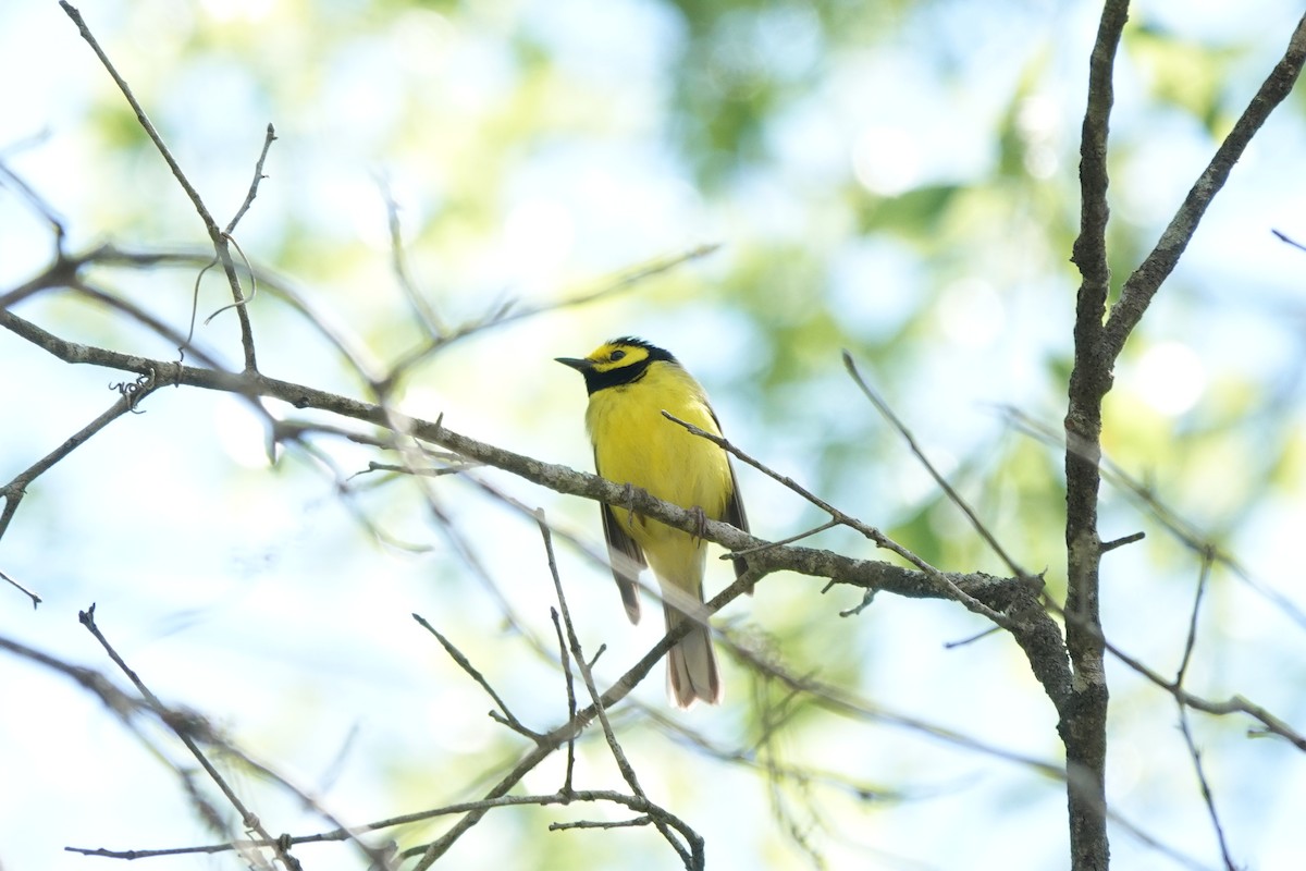 Hooded Warbler - Bob Greenleaf