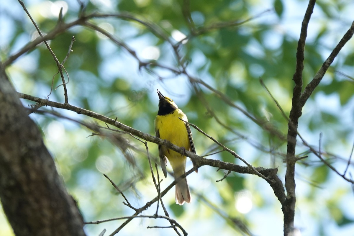 Hooded Warbler - ML618187542