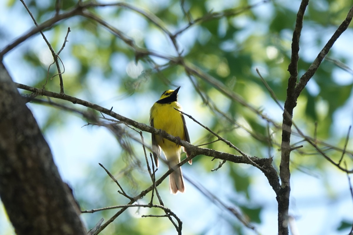 Hooded Warbler - ML618187543