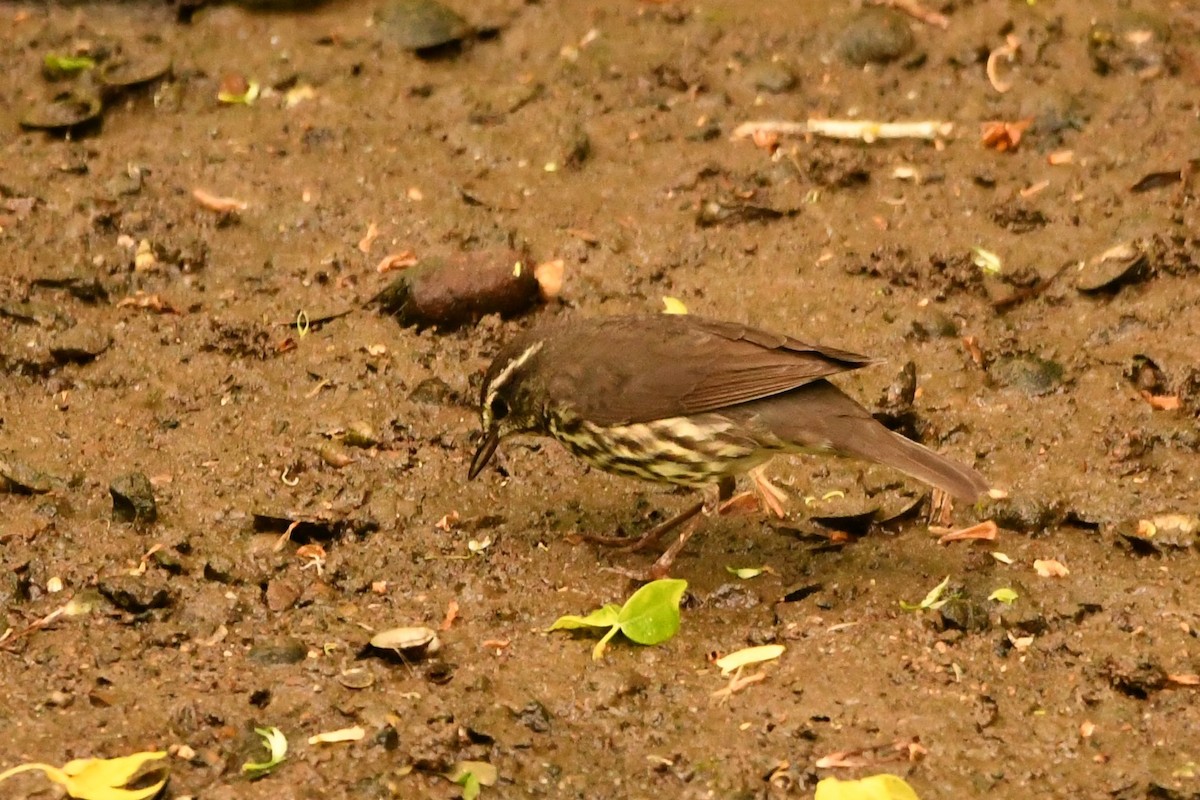 Northern Waterthrush - ML618187544