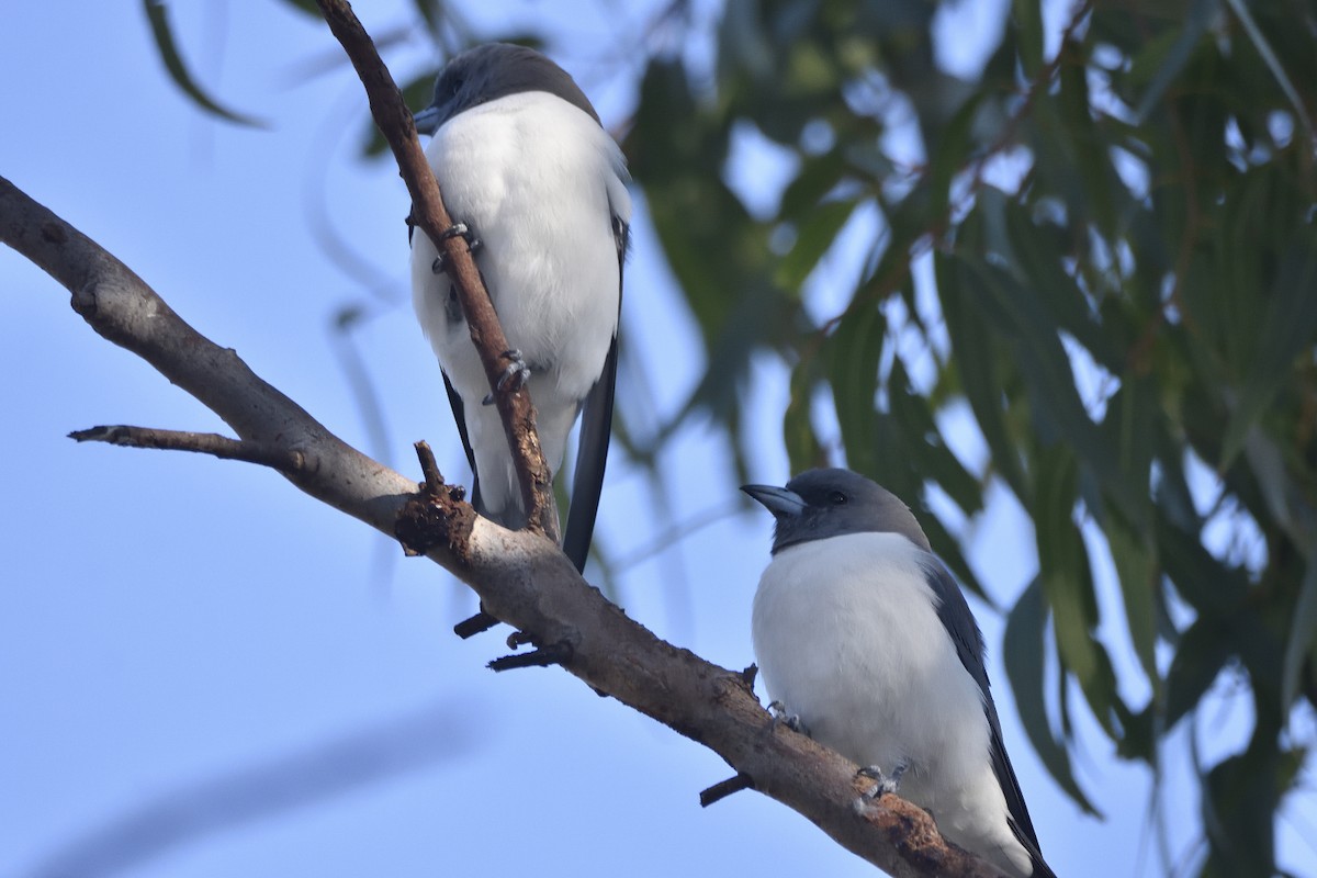 White-breasted Woodswallow - Anthony Katon