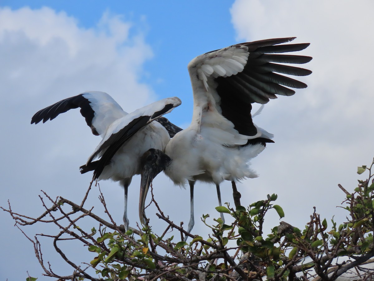 Wood Stork - Laurie Witkin