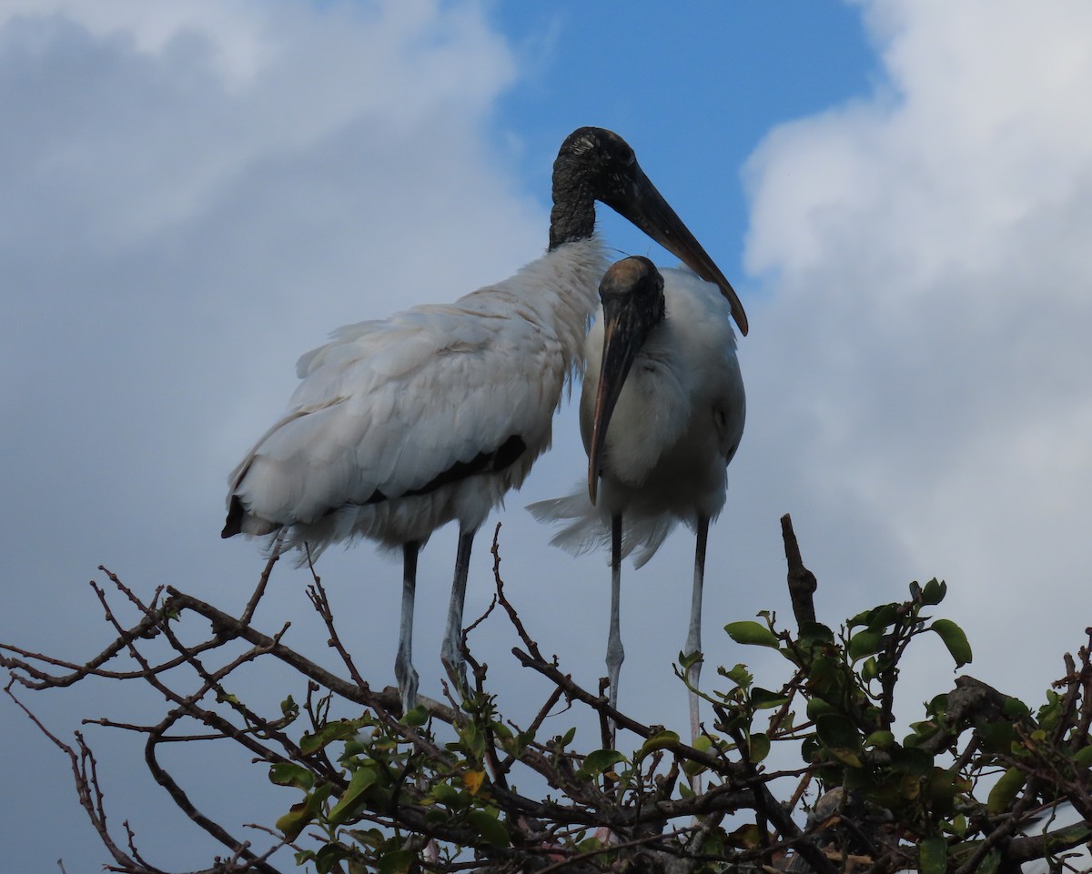 Wood Stork - Laurie Witkin