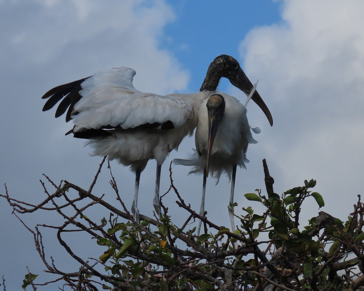 Wood Stork - Laurie Witkin