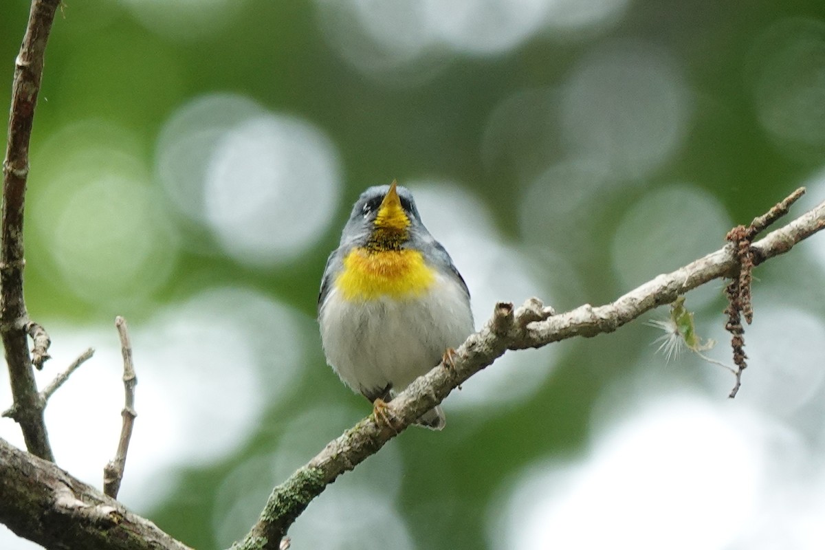 Northern Parula - Bob Greenleaf