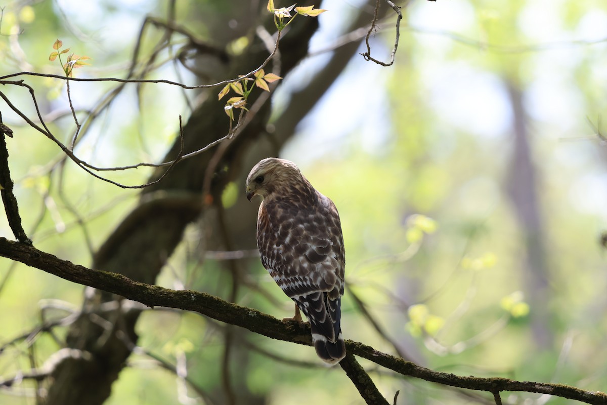 Red-shouldered Hawk - ML618187607