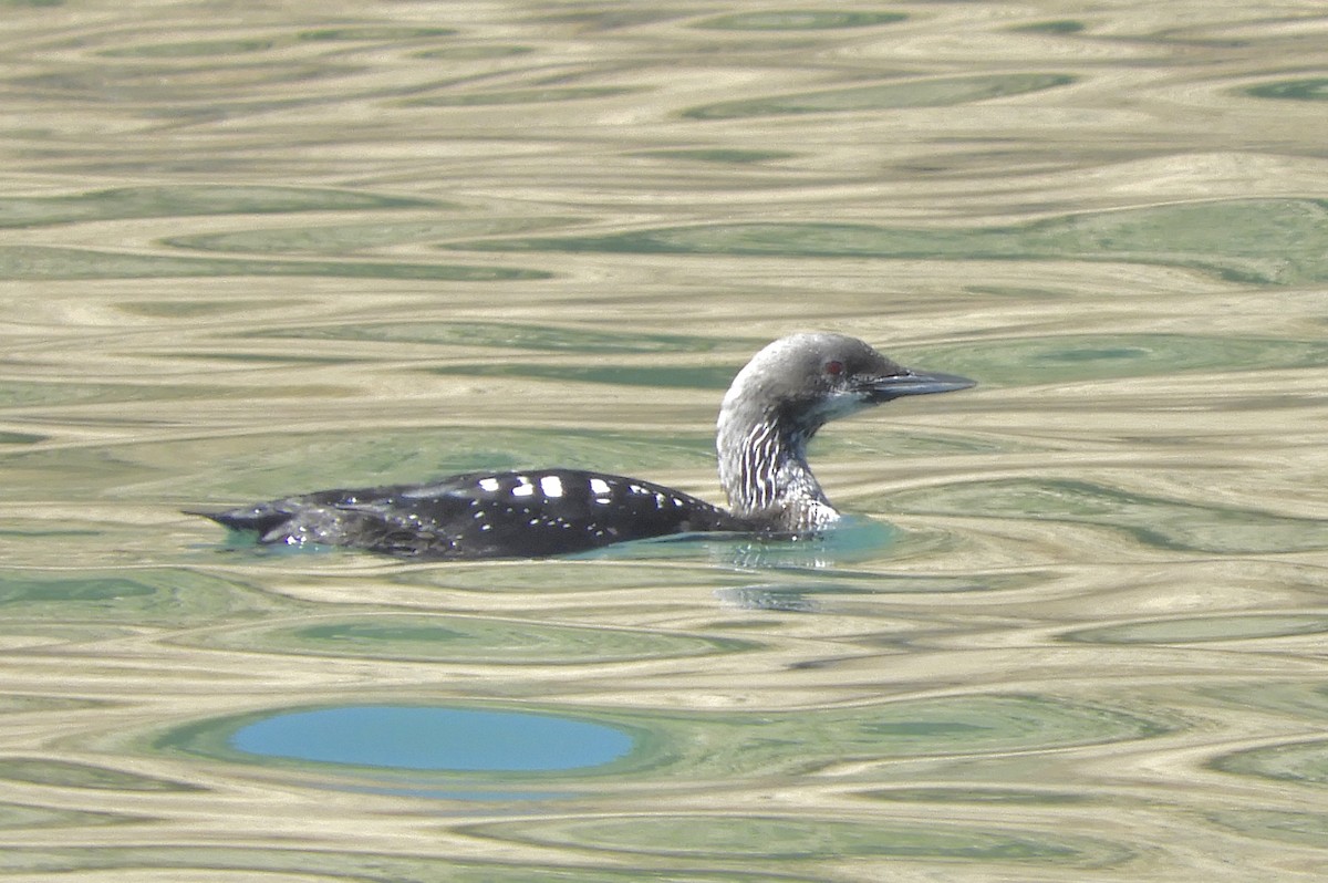 Pacific Loon - ML618187614