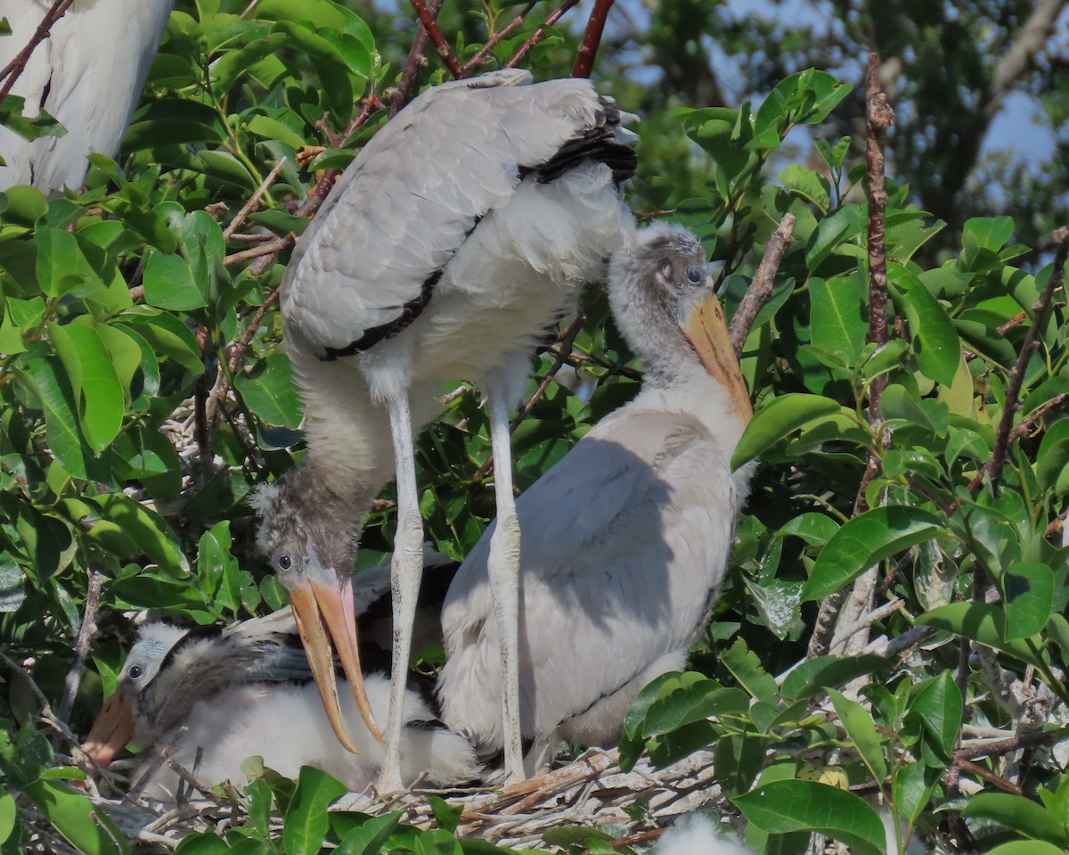 Wood Stork - Laurie Witkin