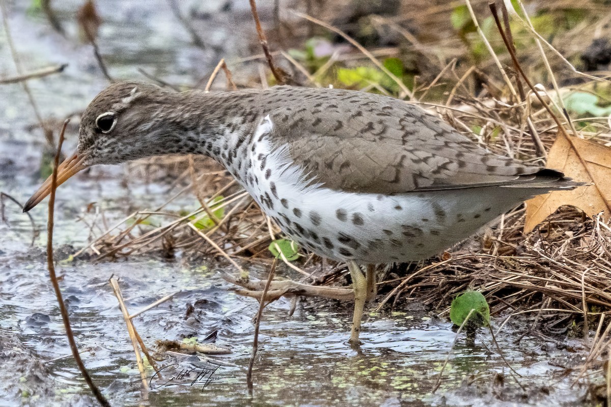 Spotted Sandpiper - Caleb Myers