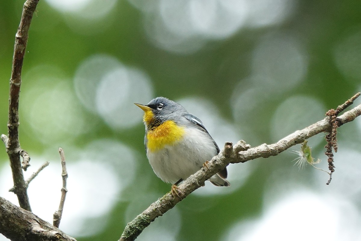 Northern Parula - Bob Greenleaf