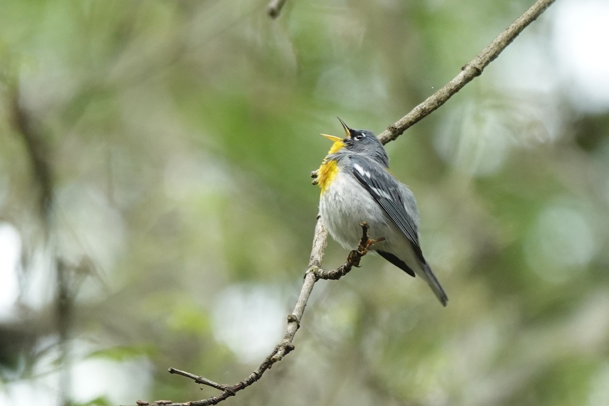 Northern Parula - Bob Greenleaf