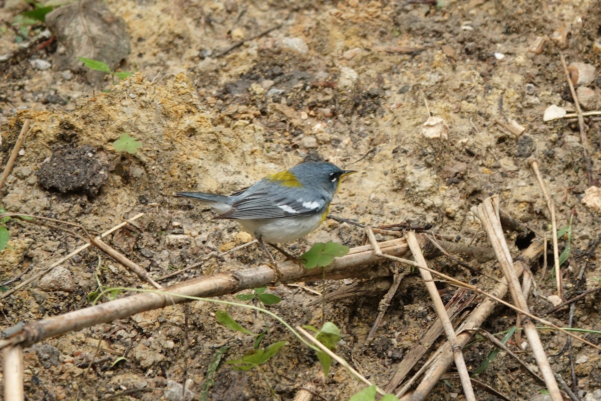 Northern Parula - Bob Greenleaf