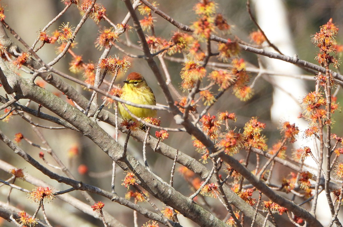 Palm Warbler - Benoît Turgeon