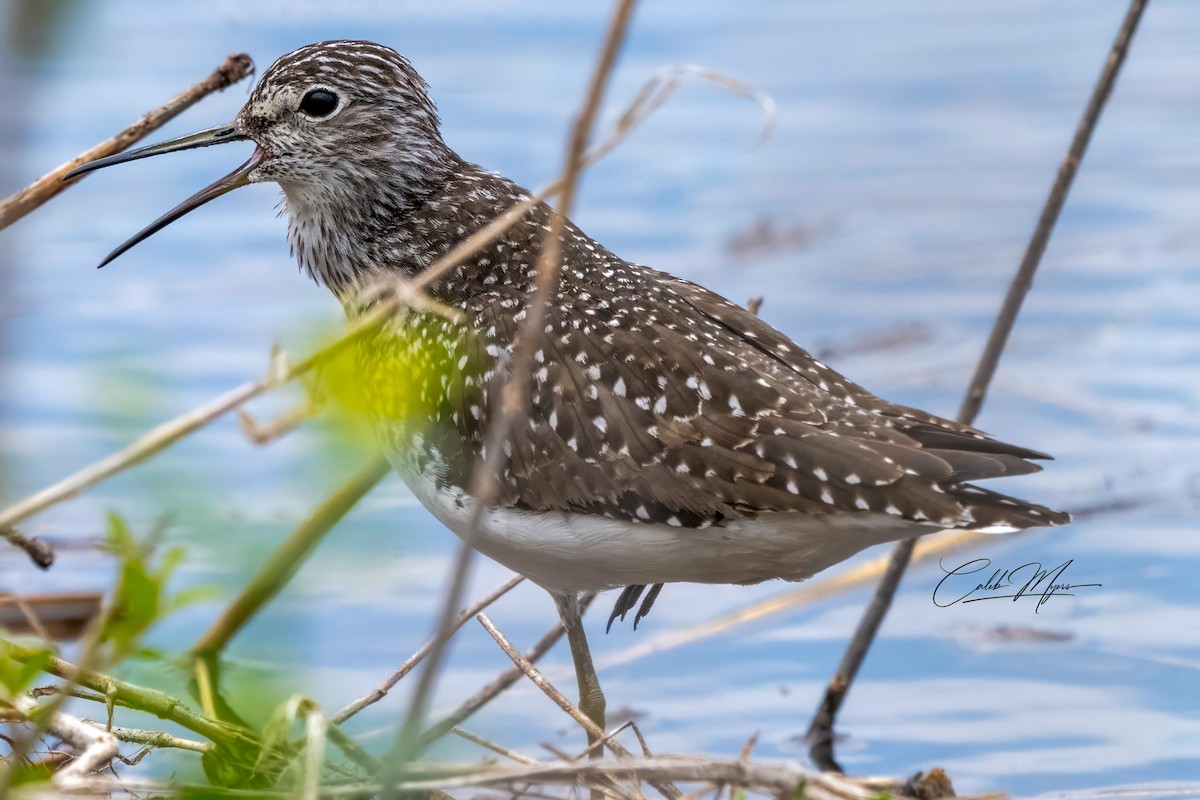 Solitary Sandpiper - Caleb Myers