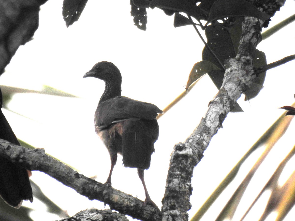 Chachalaca Moteada - ML618187668