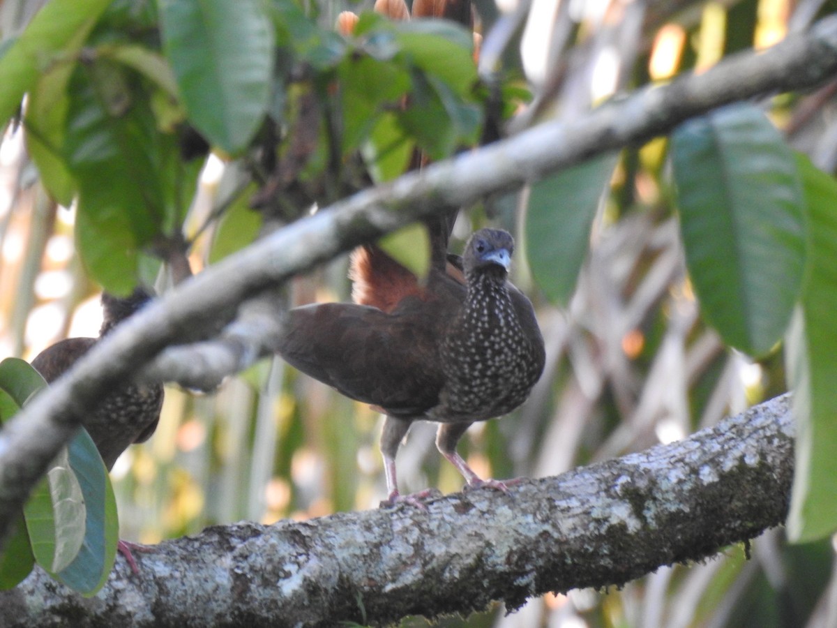 Chachalaca Moteada - ML618187670