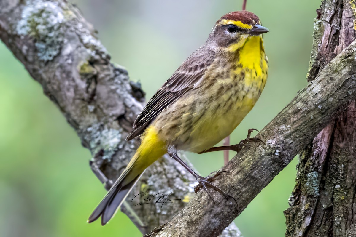 Palm Warbler - Caleb Myers