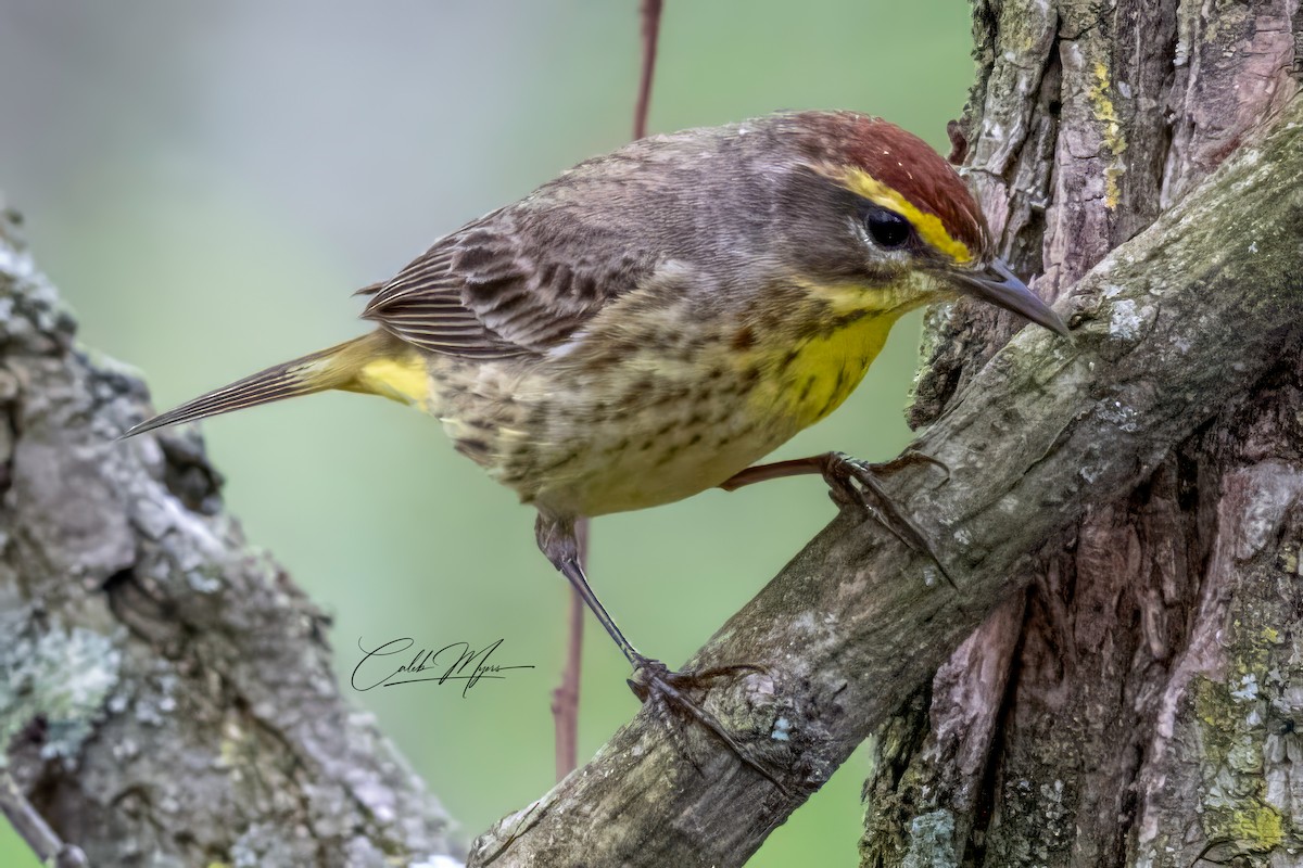 Palm Warbler - Caleb Myers