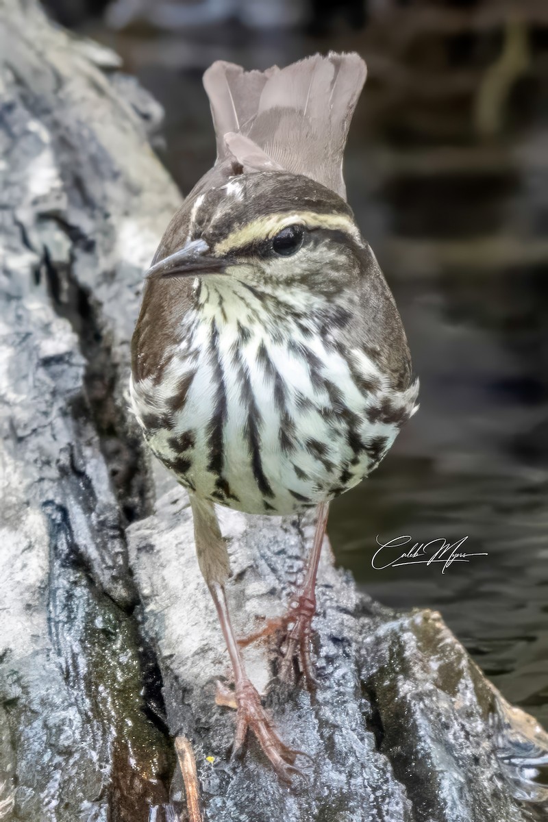 Northern Waterthrush - Caleb Myers