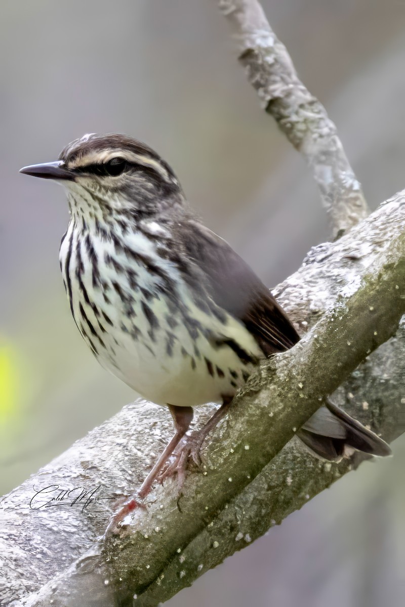 Northern Waterthrush - Caleb Myers