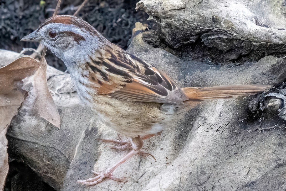 Swamp Sparrow - Caleb Myers