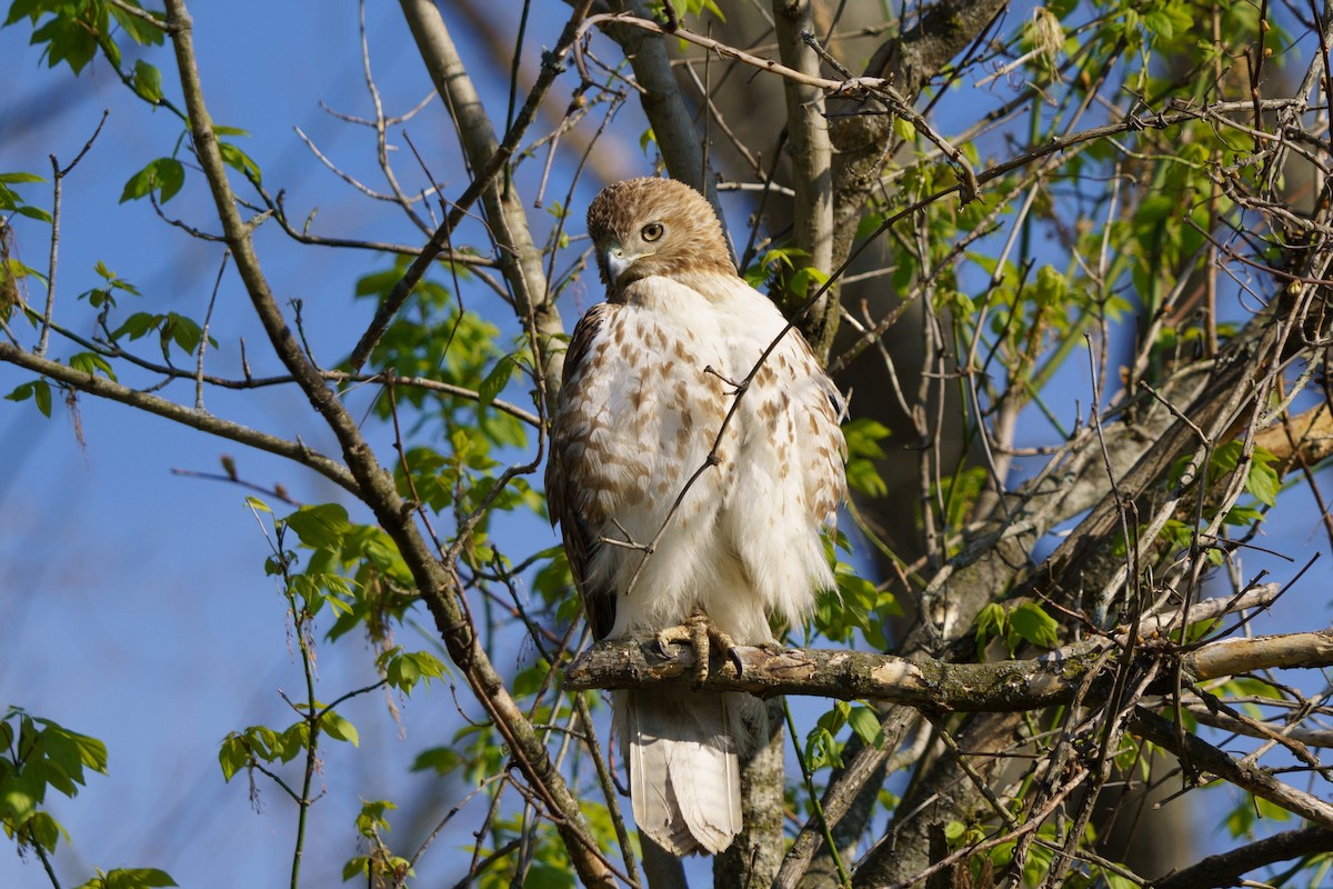 Rotschwanzbussard - ML618187718