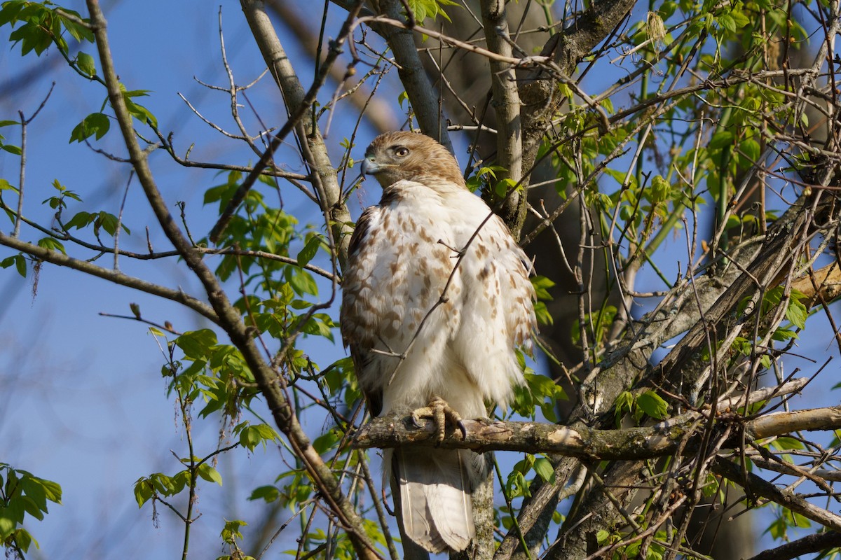 Red-tailed Hawk - ML618187719
