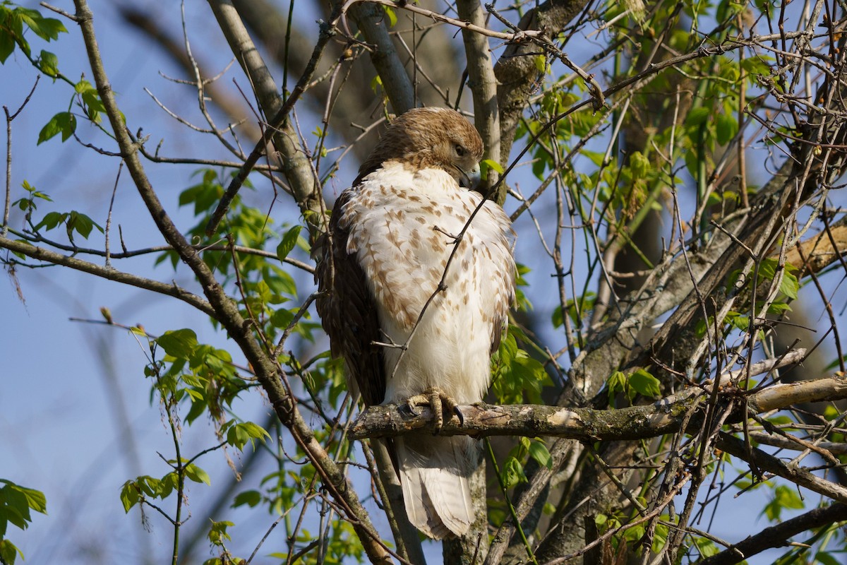 Red-tailed Hawk - ML618187720