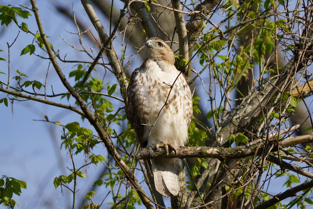 Red-tailed Hawk - ML618187721