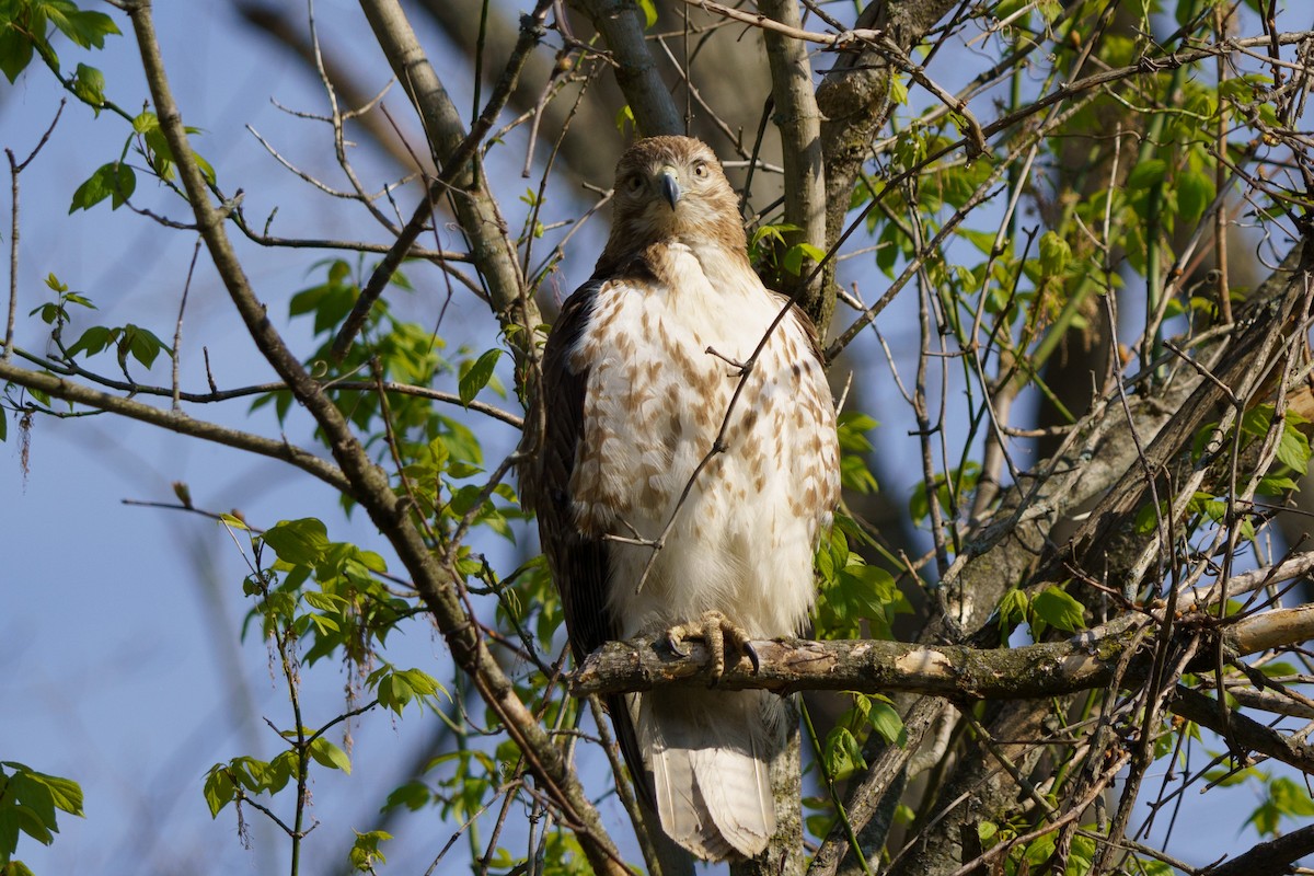 Red-tailed Hawk - ML618187722