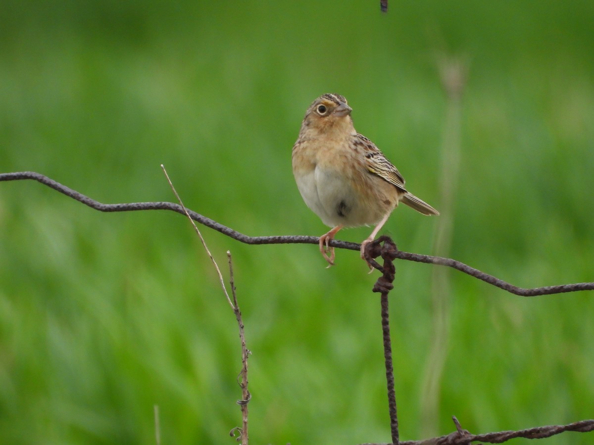 Grasshopper Sparrow - ML618187766