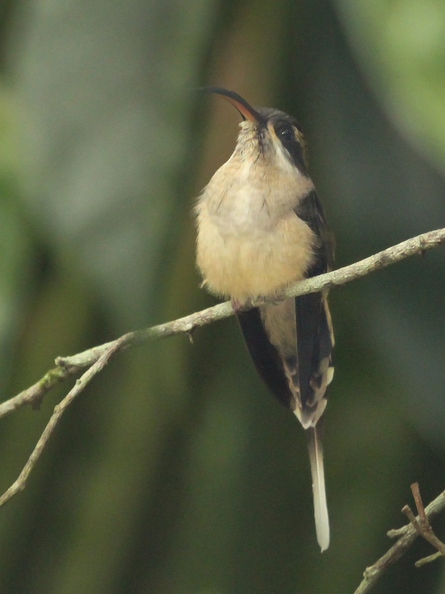 kolibřík tmavolící - ML618187779