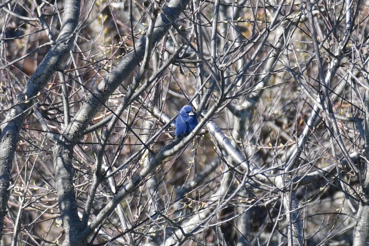 Blue Grosbeak - ML618187788