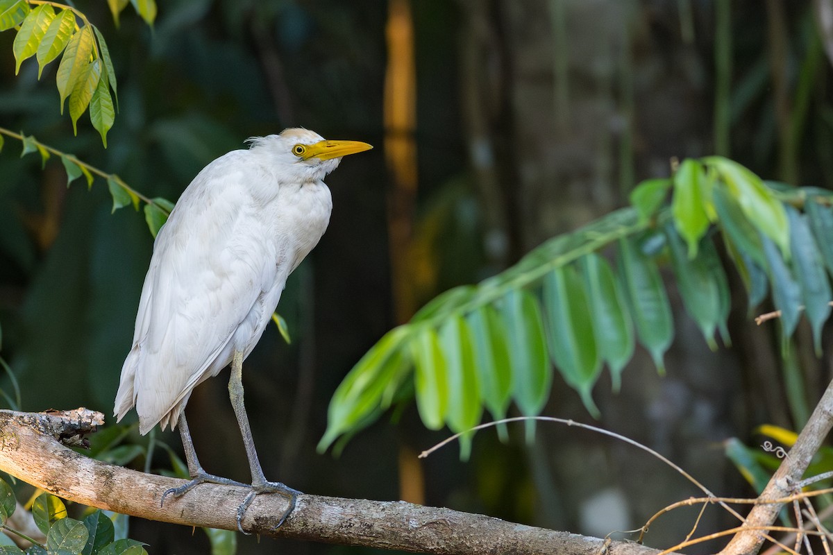 Western Cattle Egret - Francis Canto Jr