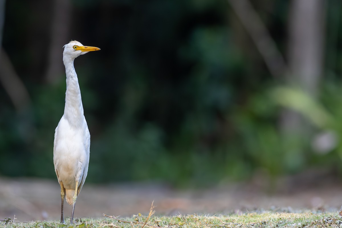 Western Cattle Egret - Francis Canto Jr
