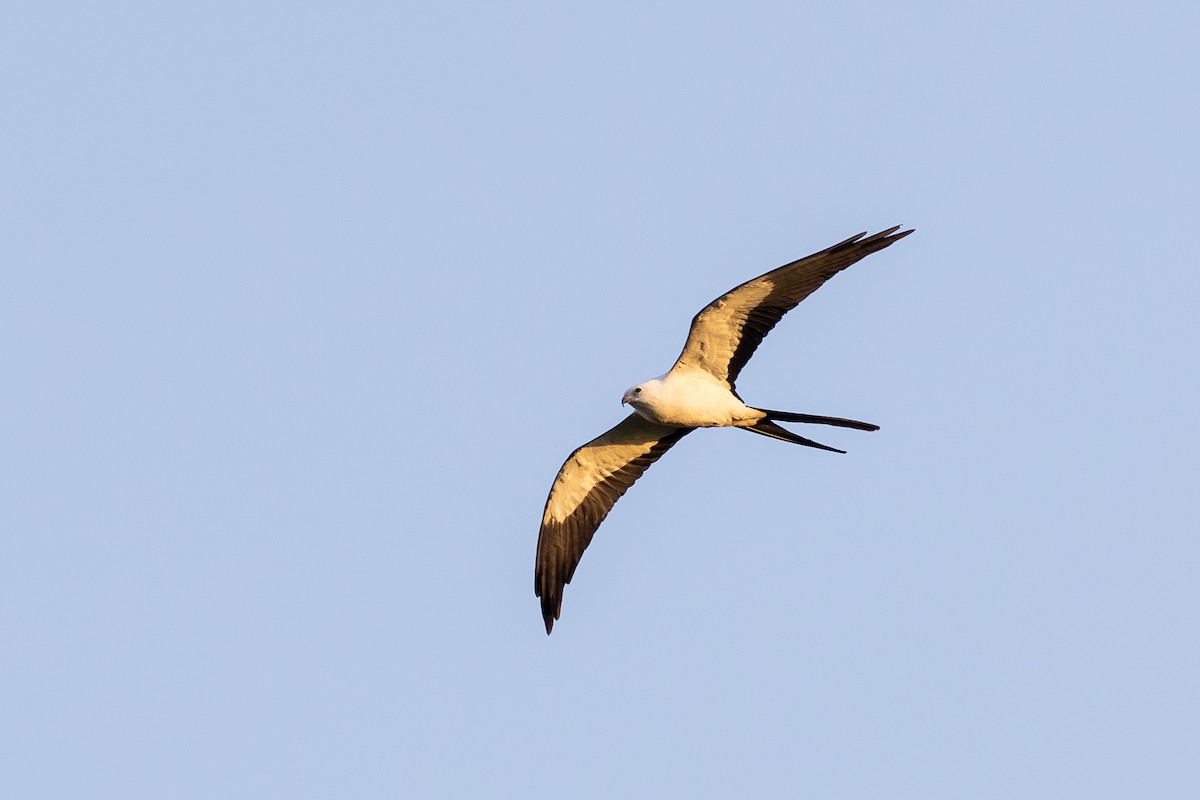 Swallow-tailed Kite - Francis Canto Jr