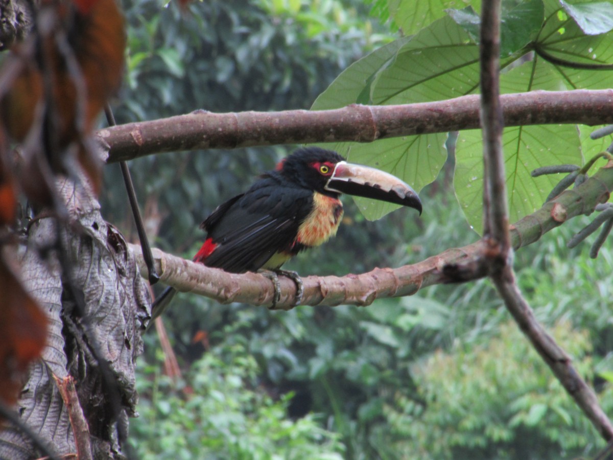 Collared Aracari - Angie Paola Salazar