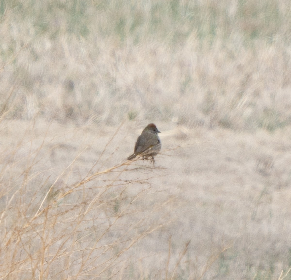 Green-tailed Towhee - ML618187821