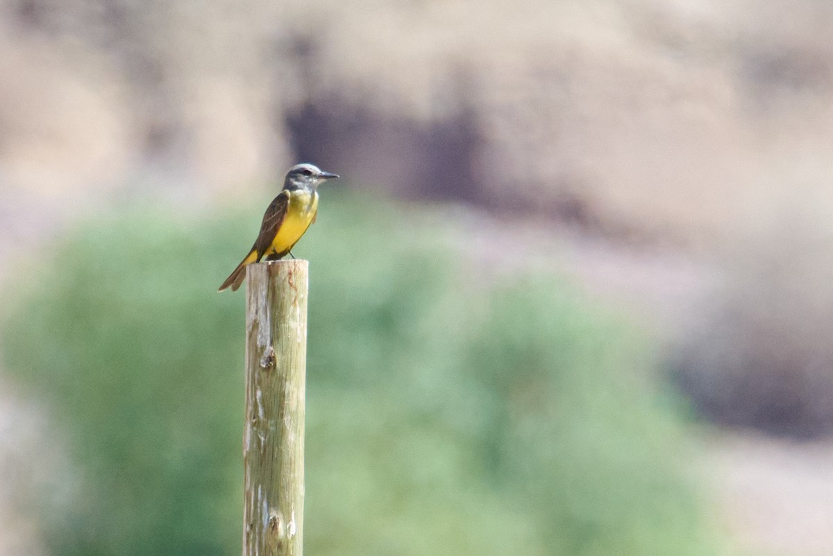 Tropical Kingbird - Eduardo Opazo M. - Emplumados_