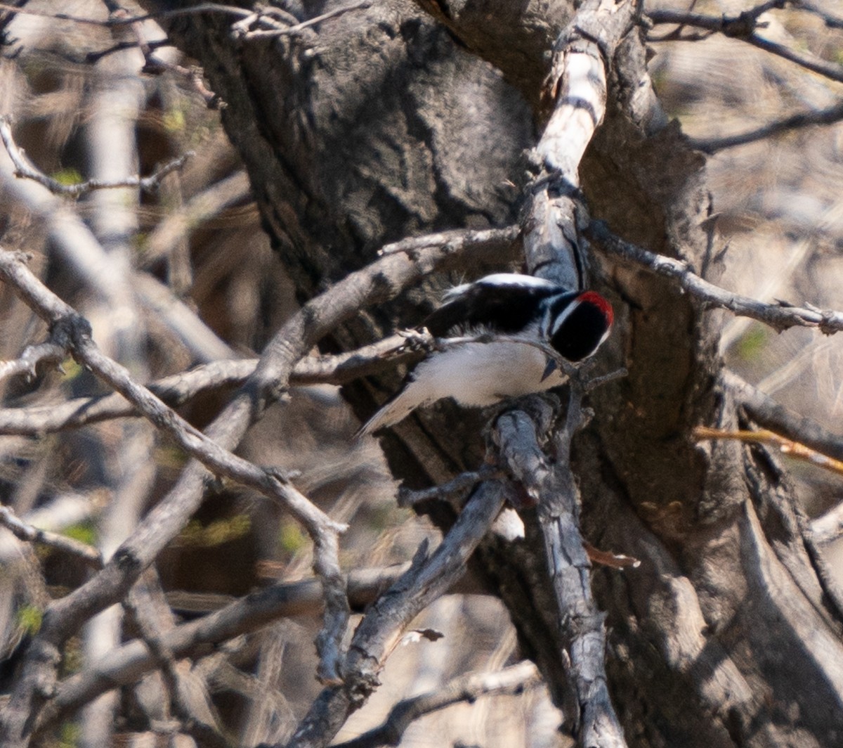 Downy Woodpecker - Meg Barron