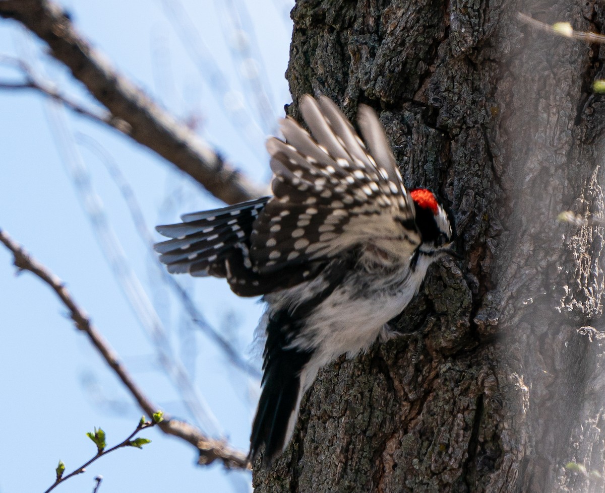 Downy Woodpecker - ML618187891