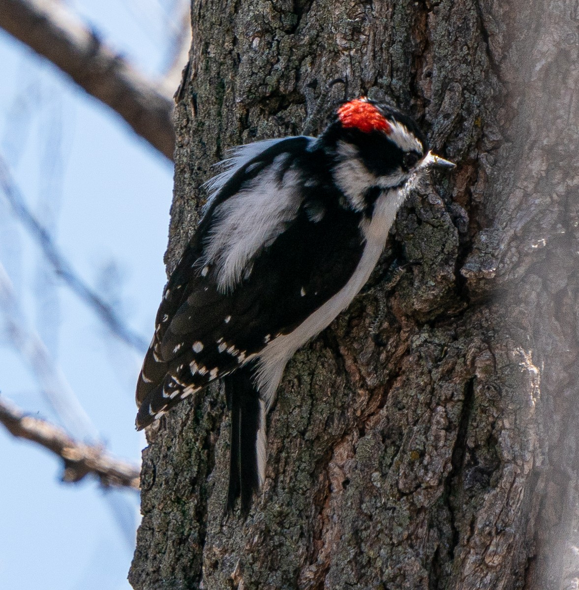 Downy Woodpecker - ML618187892